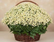 Цветочная композиция из Ромашки в корзине #REPLACE_PRED# Агирише