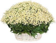 Цветочная композиция из Ромашки в корзине #REPLACE_PRED# Агирише